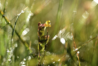 BUITEN BEELD Foto: 362495