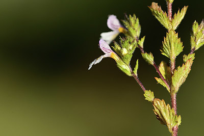 BUITEN BEELD Foto: 362501