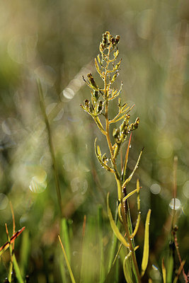 BUITEN BEELD Foto: 362503