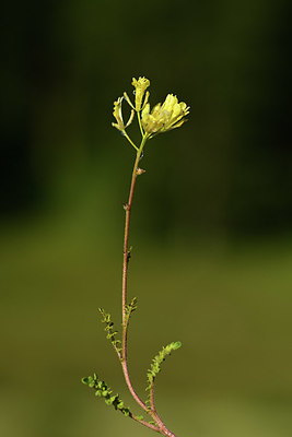 BUITEN BEELD Foto: 362507