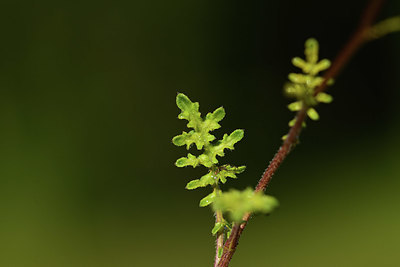 BUITEN BEELD Foto: 362508