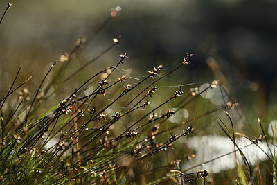 BUITEN BEELD Foto: 362510