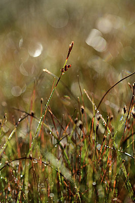 BUITEN BEELD Foto: 362512