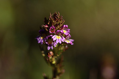 BUITEN BEELD Foto: 362514