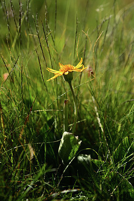 BUITEN BEELD Foto: 362520