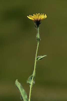 BUITEN BEELD Foto: 362527