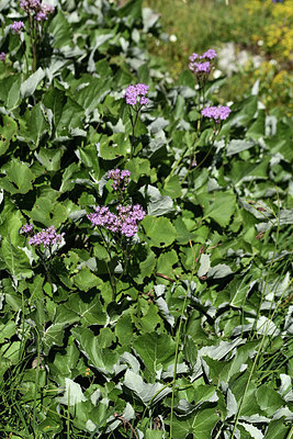 BUITEN BEELD Foto: 362528
