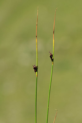 BUITEN BEELD Foto: 362529