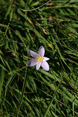 BUITEN BEELD Foto: 362536