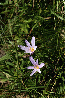 BUITEN BEELD Foto: 362537