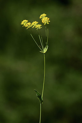 BUITEN BEELD Foto: 362539