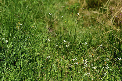 BUITEN BEELD Foto: 362547