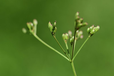 BUITEN BEELD Foto: 362548