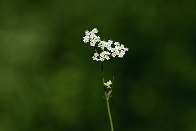 BUITEN BEELD Foto: 362549