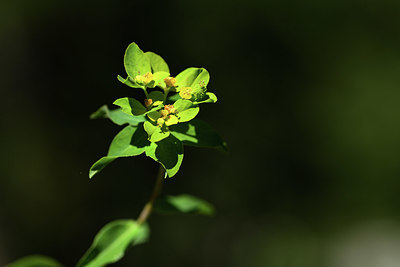 BUITEN BEELD Foto: 362556