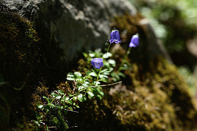 BUITEN BEELD Foto: 362560