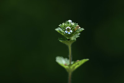 BUITEN BEELD Foto: 362562