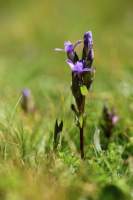BUITEN BEELD Foto: 362564