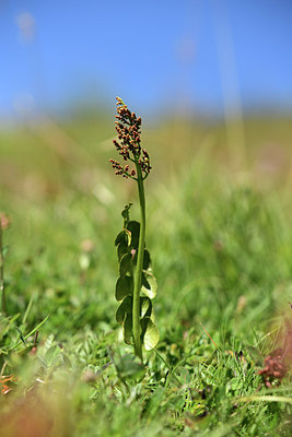 BUITEN BEELD Foto: 362569