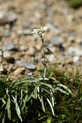 BUITEN BEELD Foto: 362576