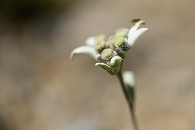 BUITEN BEELD Foto: 362577