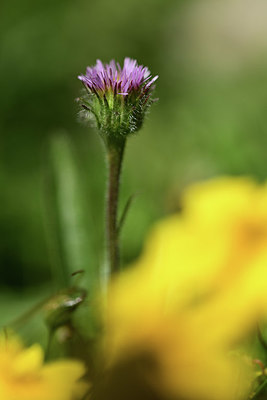 BUITEN BEELD Foto: 362578