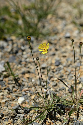 BUITEN BEELD Foto: 362585