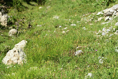 BUITEN BEELD Foto: 362589