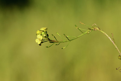 BUITEN BEELD Foto: 362602