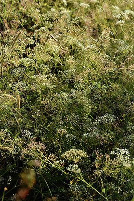 BUITEN BEELD Foto: 362606