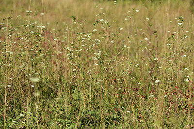 BUITEN BEELD Foto: 362609
