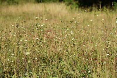BUITEN BEELD Foto: 362610