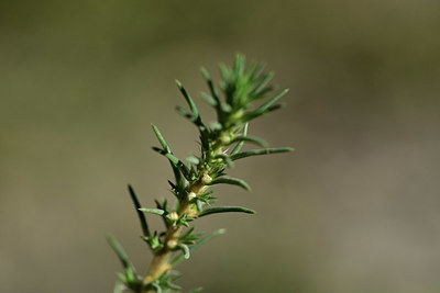 BUITEN BEELD Foto: 362612