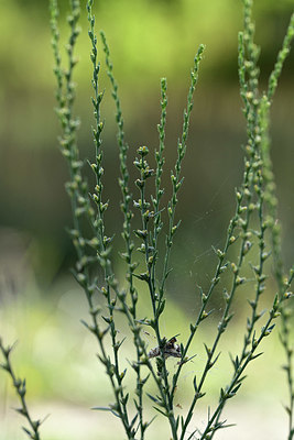 BUITEN BEELD Foto: 362626