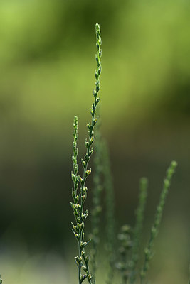 BUITEN BEELD Foto: 362627