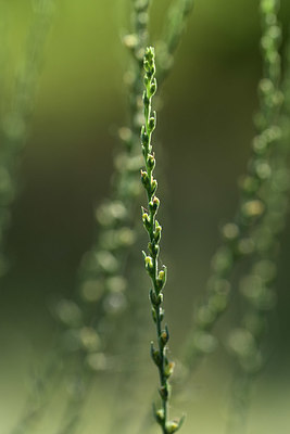 BUITEN BEELD Foto: 362628