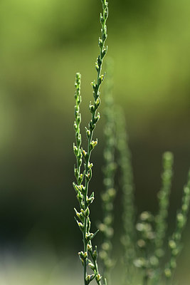 BUITEN BEELD Foto: 362629
