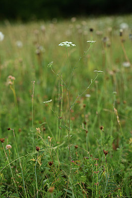 BUITEN BEELD Foto: 362638
