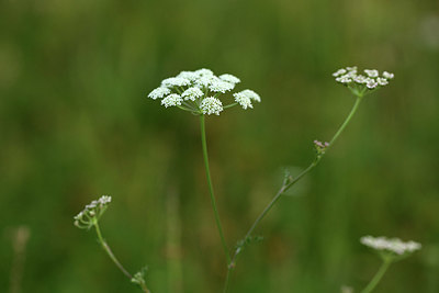 BUITEN BEELD Foto: 362639