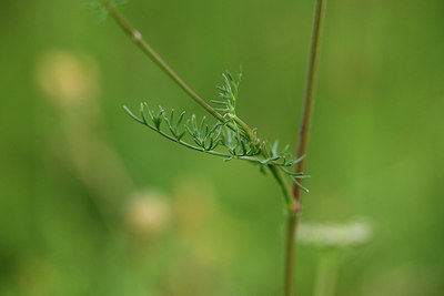 BUITEN BEELD Foto: 362640