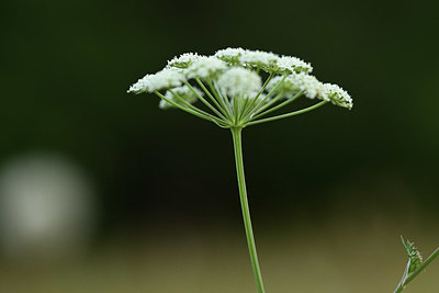 BUITEN BEELD Foto: 362641