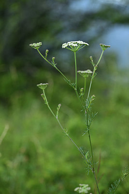 BUITEN BEELD Foto: 362642