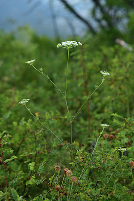 BUITEN BEELD Foto: 362644