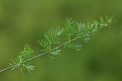 BUITEN BEELD Foto: 362646