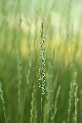 BUITEN BEELD Foto: 362653