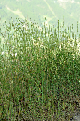 BUITEN BEELD Foto: 362654