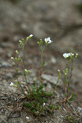 BUITEN BEELD Foto: 362658