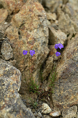 BUITEN BEELD Foto: 362664