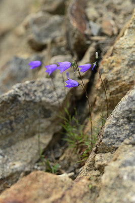BUITEN BEELD Foto: 362665