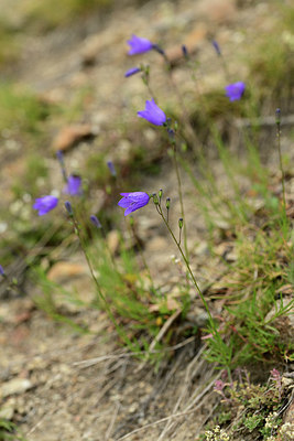BUITEN BEELD Foto: 362668